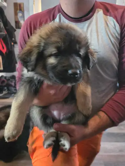 Update * We have 2 beautiful females left available for adoption. These puppies are growing fast and...