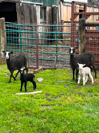 Purebred Finn Sheep ewes and lambs