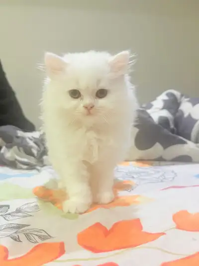 Persian kitten, View more