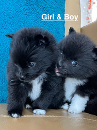 Purebred Pomeranian Puppies for new home