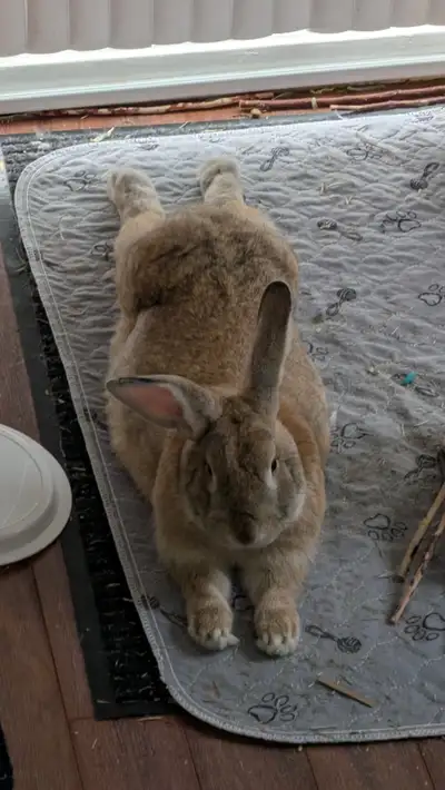 Lapin et cage (clapier) + combo litière mangeoire, View more