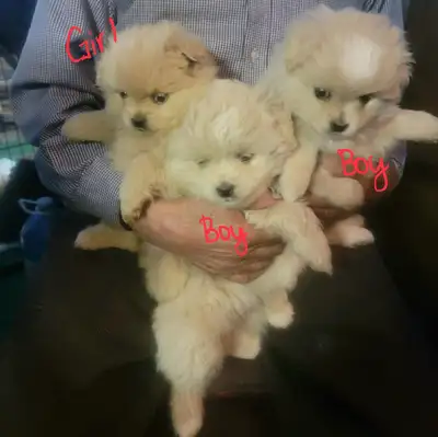 Pomapoo Puppies for Sale – $800 Each Adorable, cuddly, and ready for their forever homes! These Poma...