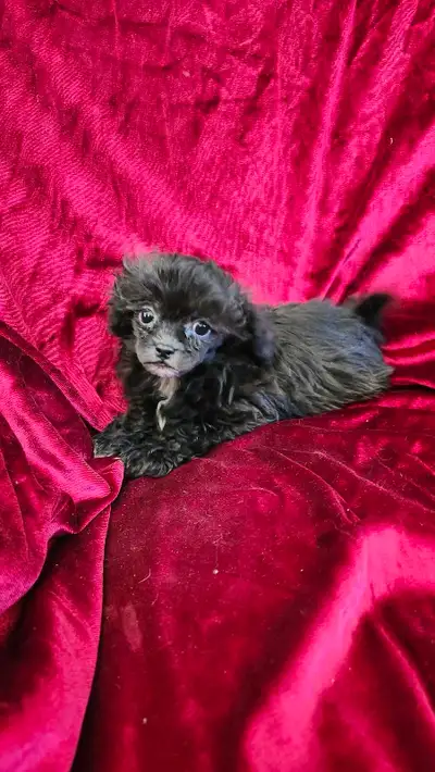 Tiny Shih-Poodle Pup! Hypo allergenic, View more