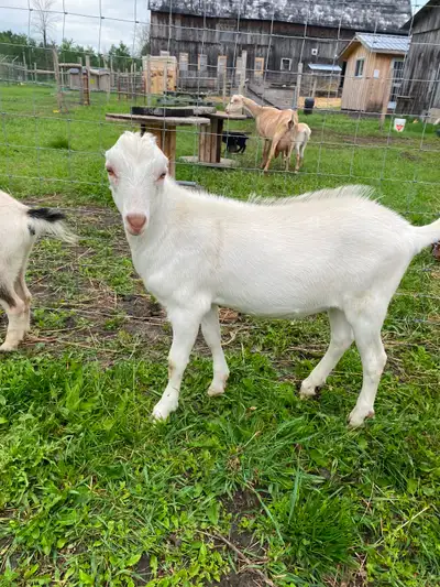 Purebred Lamancha Buckling, View more