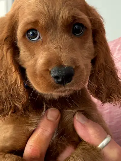 Cockapoo  pups take me home today . We’re 10 weeks !!, View more