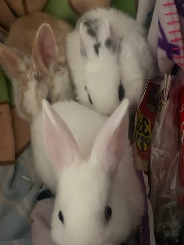 Bunnnies in need of forever home in Small Animals for Rehoming in Mississauga / Peel Region - Image 2