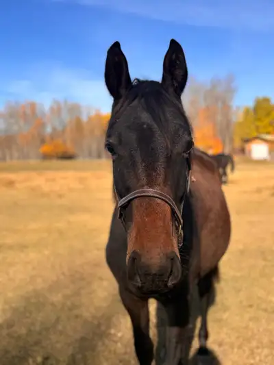 2 y.o Hanoverian gelding warmblood, View more