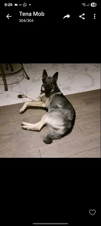This beautiful dog is up for sale! This dog well trained and is only 4 years old and is amazing with...