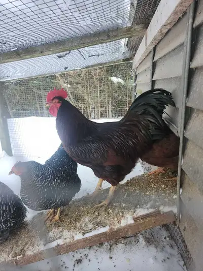 Head start flock 4 Barred Rock hens 1 Rhode Island Red hen 1 Rhode Island Red rooster All laying and...