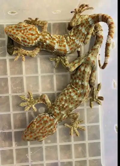 Tokay Geckos – Healthy Pair,  (Male & Female), View more