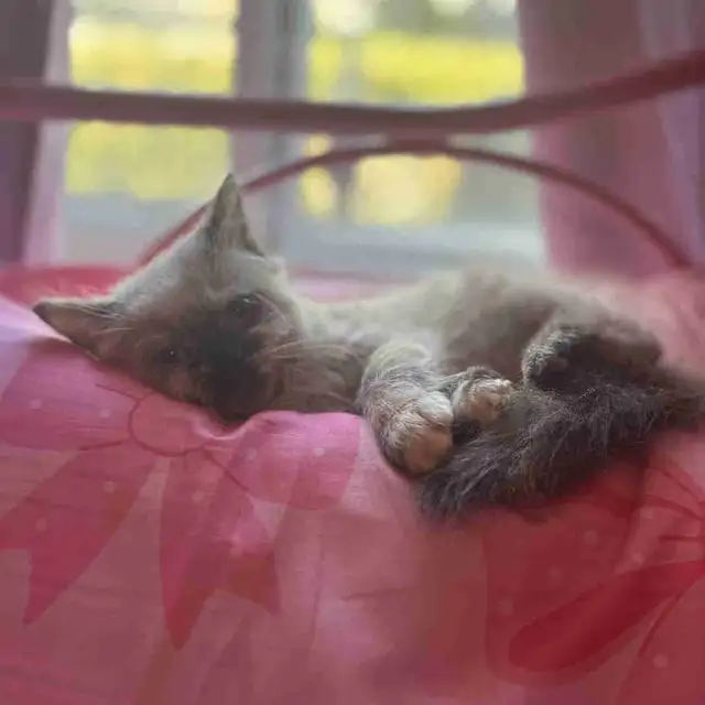 Himalayan Kitten in Cats & Kittens for Rehoming in City of Montréal - Image 3