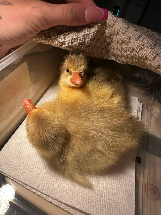 ducklings and chicks in Livestock in Napanee - Image 2