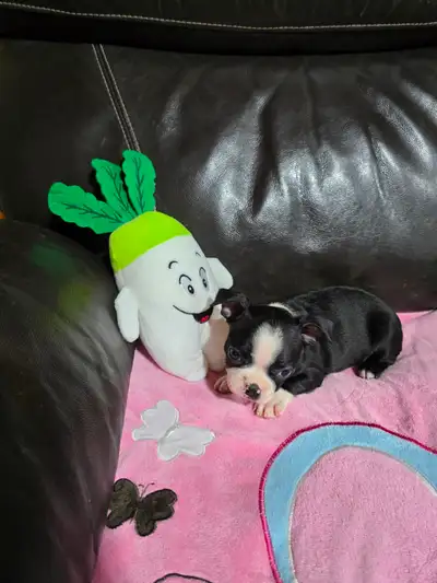 Chiots Boston-Terrier, View more