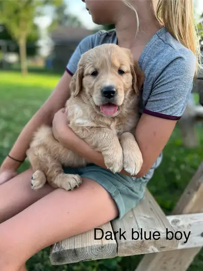 Golden Retriever Puppies ready July 21!, View more