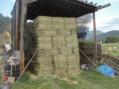 Hay heavy alfalfa  $12.00  small sqs, View more