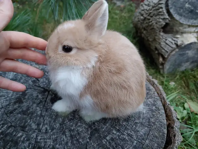 Extraordinary Netherland dwarf and lionhead baby bunny rabbits in Small Animals for Rehoming in Moncton - Image 4