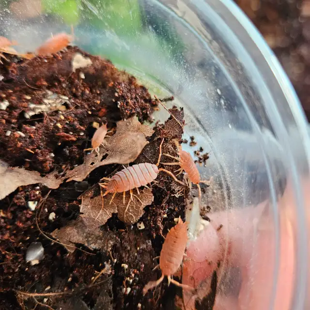 Powder Orange Isopod Colony in Reptiles & Amphibians for Rehoming in Dartmouth - Image 2