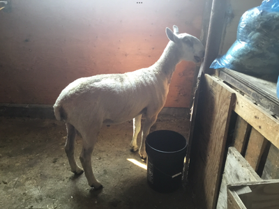 Yearling Rams, View more