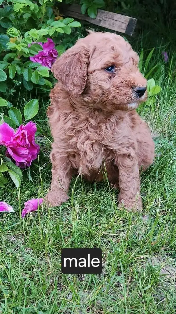 mini golden doodles in Dogs & Puppies for Rehoming in Stratford - Image 7