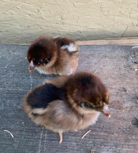 Purebred Hatching Eggs. Partridge Chantecler Chickens