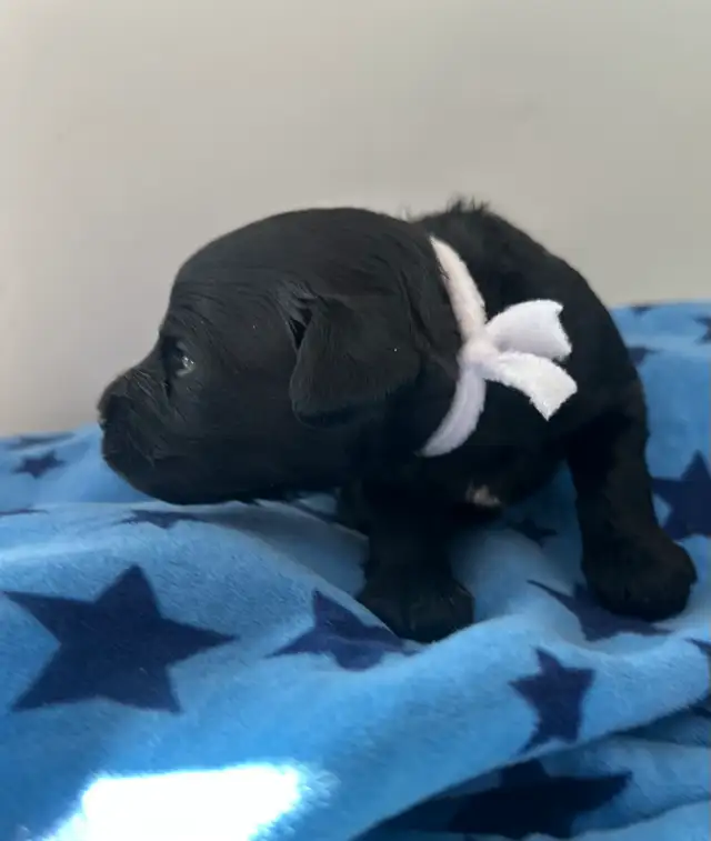 Miniature Whoodle puppies in Dogs & Puppies for Rehoming in Sudbury - Image 3