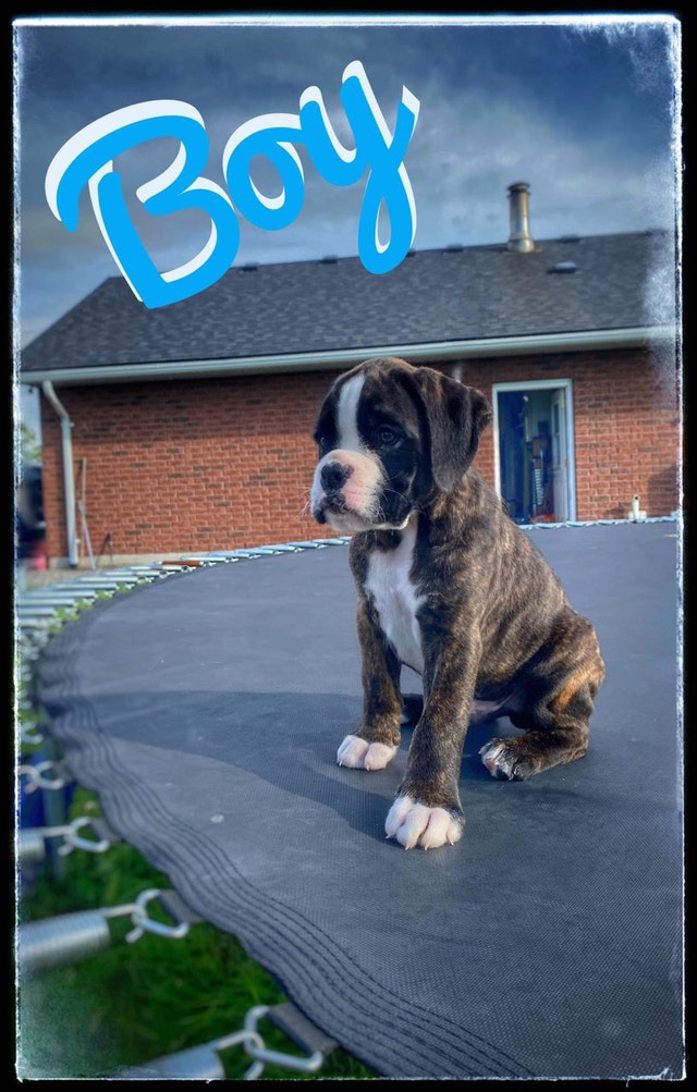Pure bred boxer puppies Dogs & Puppies for Rehoming Hamilton Kijiji