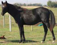 Blood % of a grandson of Western Doc,allaround Champion 2x