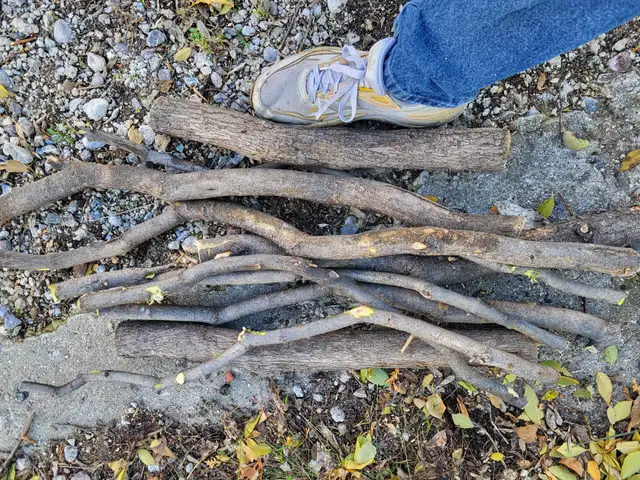 Wood logs/branches FREE. About 1 dozen pieces. in Free Stuff in Winnipeg - Image 4