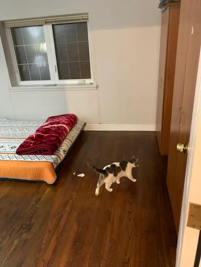 Scarborough Upper 2nd floor beautiful room for rent in Room Rentals & Roommates in City of Toronto - Image 9