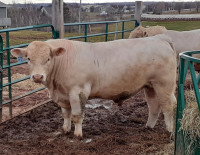 Purebred Registered Charolais Bull for Sale