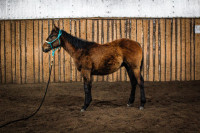 ROOT BEERS BOOTS  GRAY COLT 2023 STALLION PROSPECT