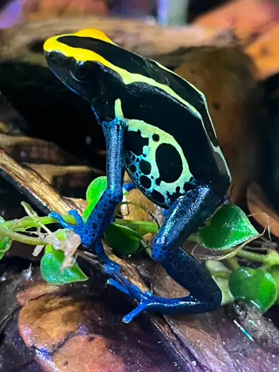 Dendrobates Tinctorius Cobalt dart frogs, View more