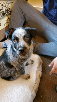 Blue heeler Australian Cattle Dog