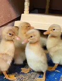 Saxony Ducklings - Hatched Mother's Day - 3/$20
