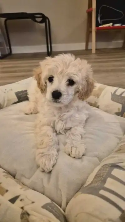 Yorkiepoo / Doodle Puppy / Dog - Urgent, View more