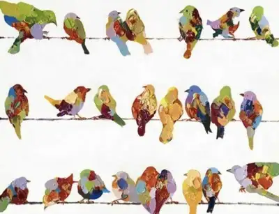 Looking for any unwanted birds for my New Cage, View more
