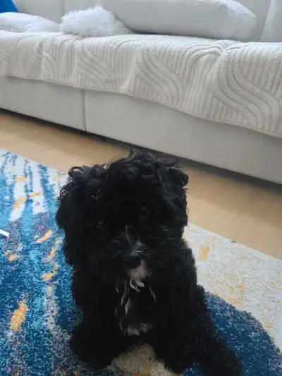 puppy for adoption, View more