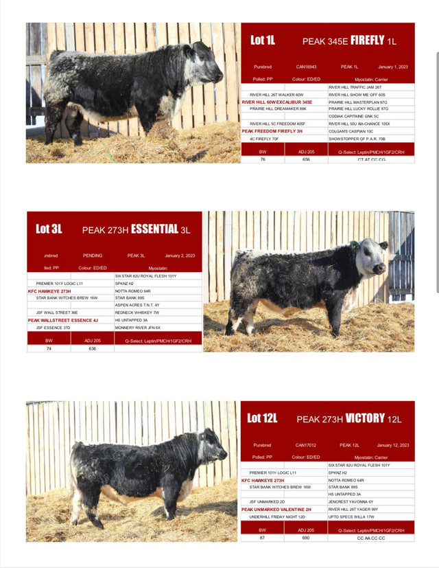 Purebred Speckle Park Yearling Bulls in Other in Saskatoon - Image 3