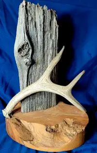 Deer Antler "environments" for bird carvings or anything you wan