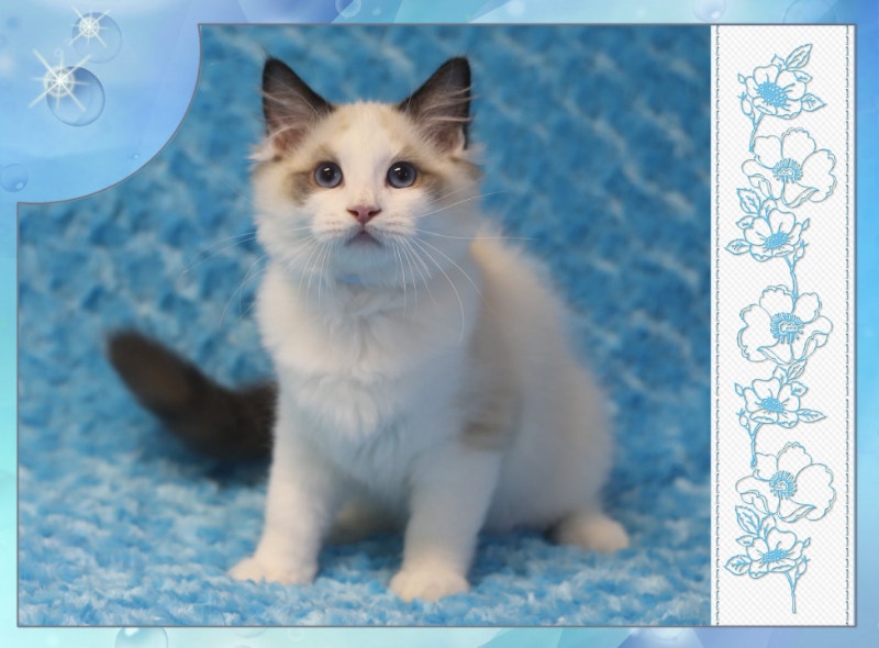 Seal bicolor ragdoll kitten purebred, TICA reg'd Cats & Kittens for