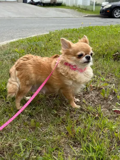 Magnifique petite femelle chihuahua enregistrée au club canin canadien . Elle est stérilisée donc un...