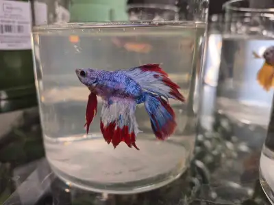 Betta fish male, View more