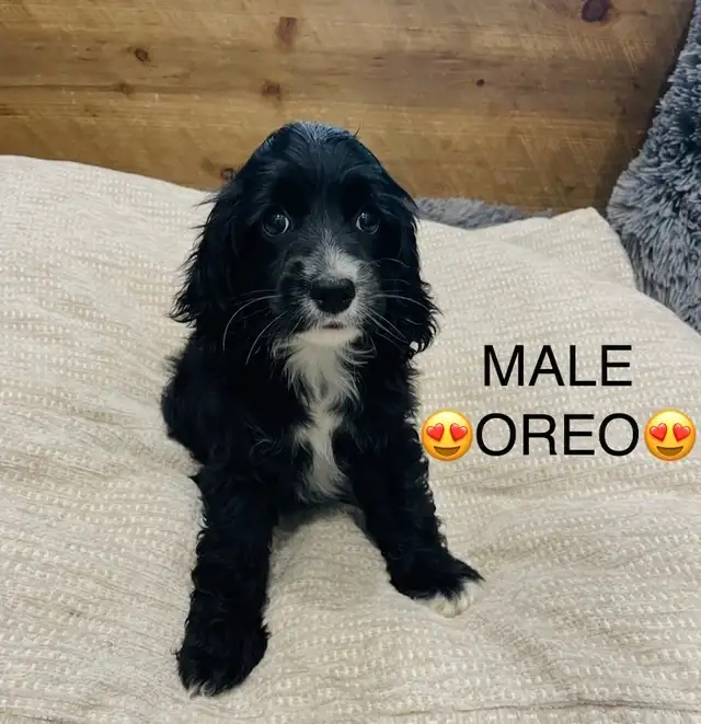 ❤️❤️Cavapoo puppies❤️❤️ in Dogs & Puppies for Rehoming in City of Toronto - Image 6