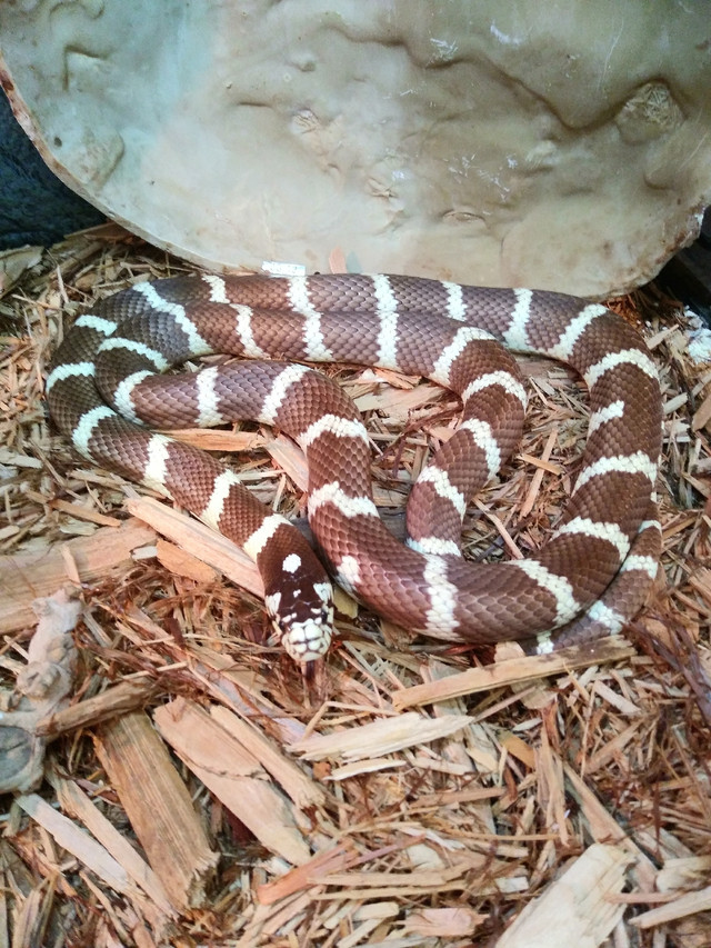 California King Snakes in Reptiles & Amphibians for Rehoming in Hamilton - Image 2