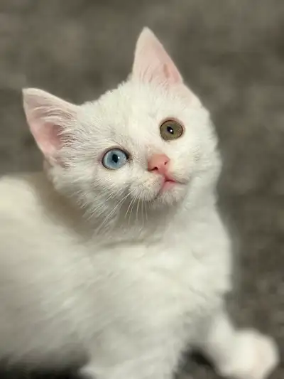✨RARE✨ Turkish Angora  (heterochromia eyes), View more