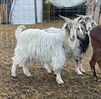 Registered Spanish buck born 2023 Good temperament, nicely put together, does a good job breeding do...