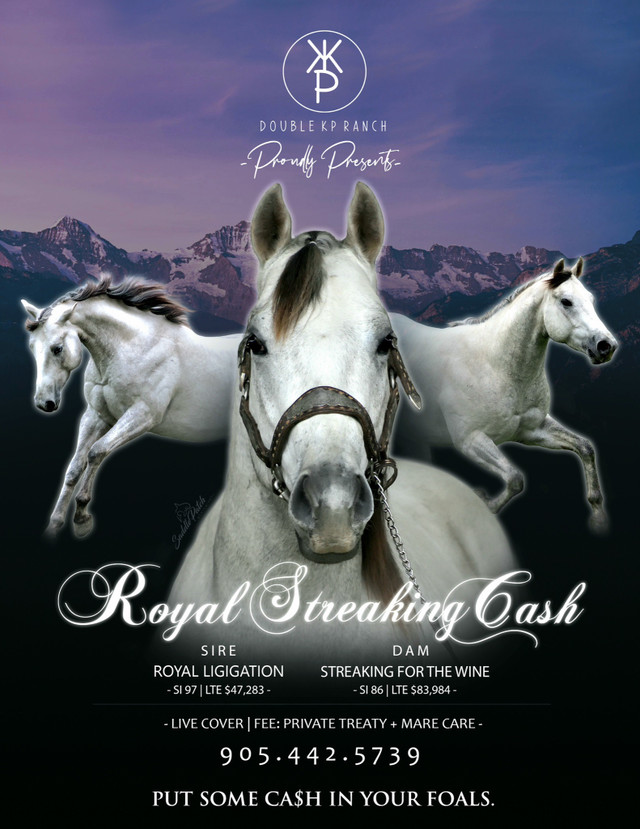 Race bred AQHA stallion at stud  in Horses & Ponies for Rehoming in Peterborough