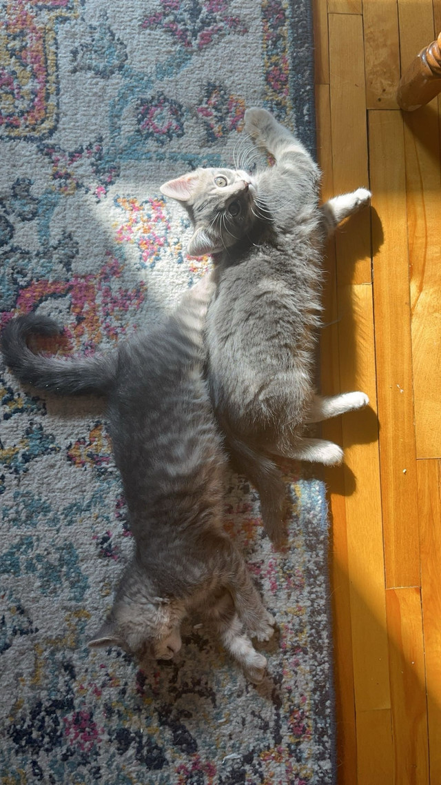 Kitten for Adoption | Chatons à adopter  dans Chats et chatons à adopter  à Ville de Montréal