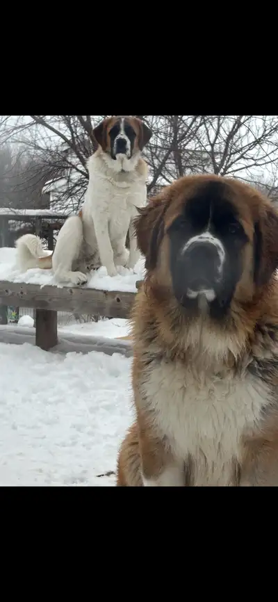 14 month old Saint Bernard cross dogs, View more