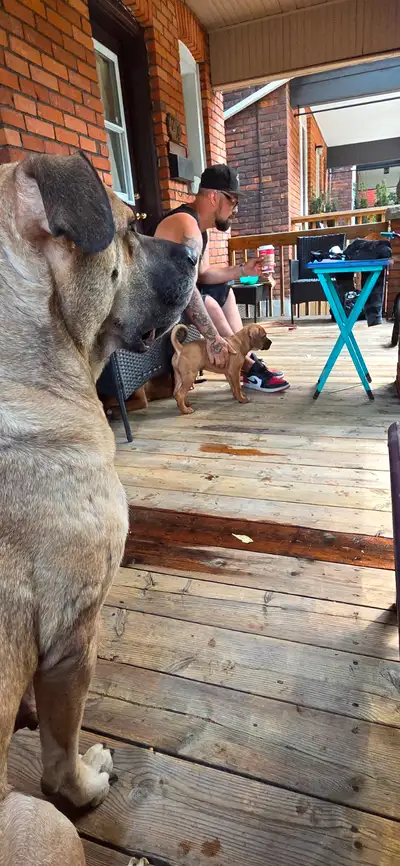 Mastiff x Shar Pei Rotti, View more